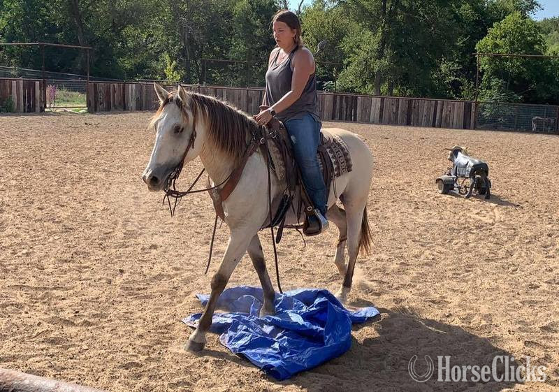 "Salem" Buckskin Gelding Quarter Horse - Quarter Horse in Texas