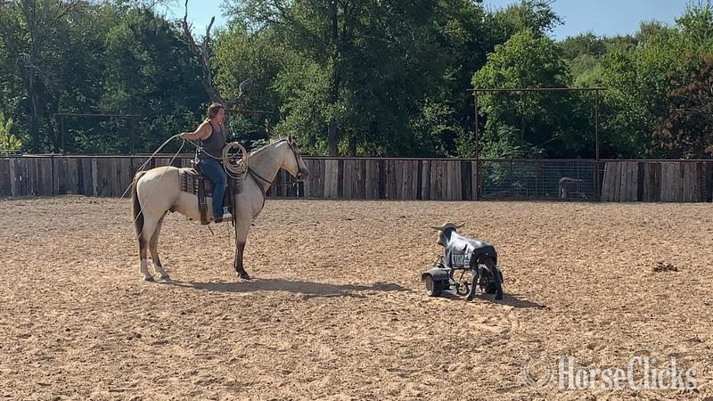 "Salem" Buckskin Gelding Quarter Horse - Quarter Horse