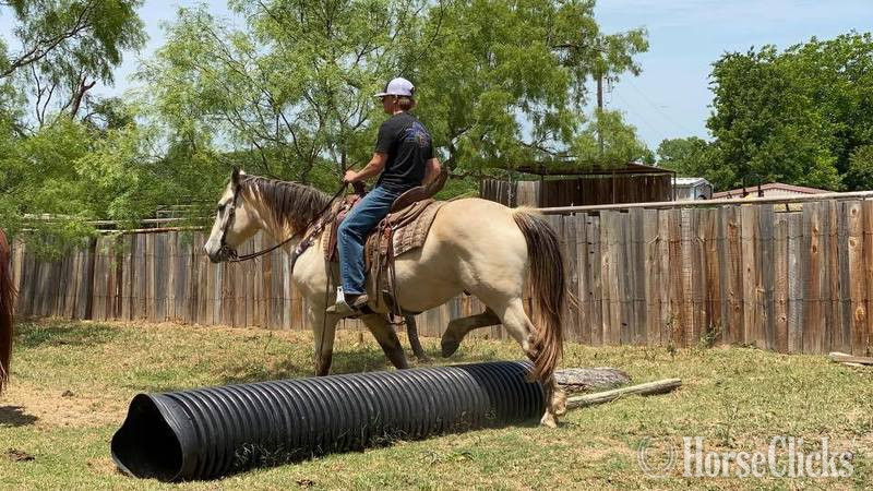 "Salem" Buckskin Gelding Quarter Horse Texas