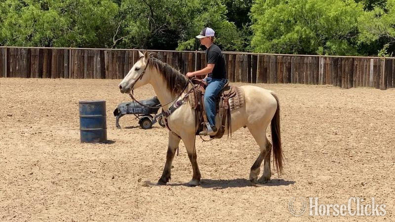 Quarter Horse - "Salem" Buckskin Gelding Quarter Horse in Texas