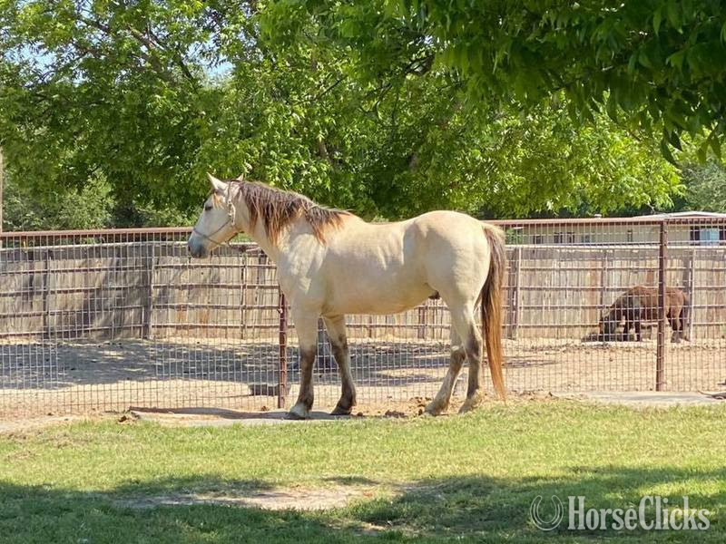"Salem" Buckskin Gelding Quarter Horse in Texas