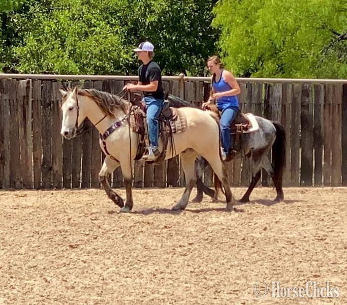 Quarter Horse - "Salem" Buckskin Gelding Quarter Horse