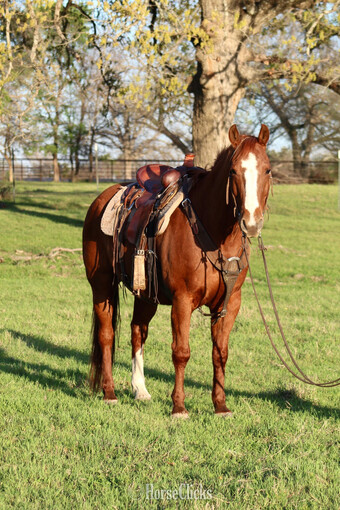 "PLAYBOYS GOT POWER" Sorrel Gelding Quarter Horse