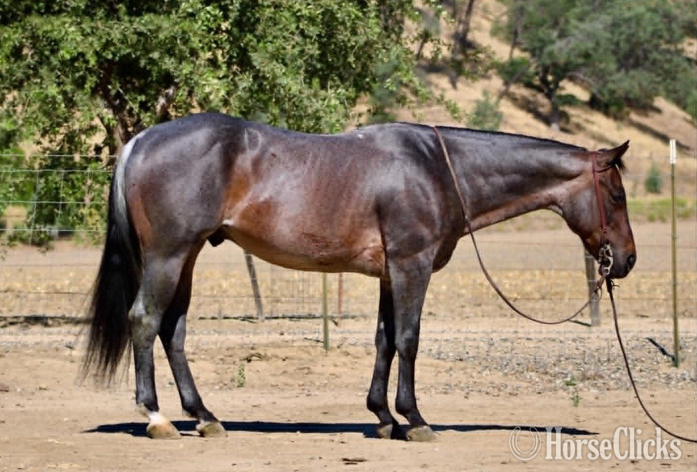 "ABE" Blue Roan Gelding Quarter Horse in California