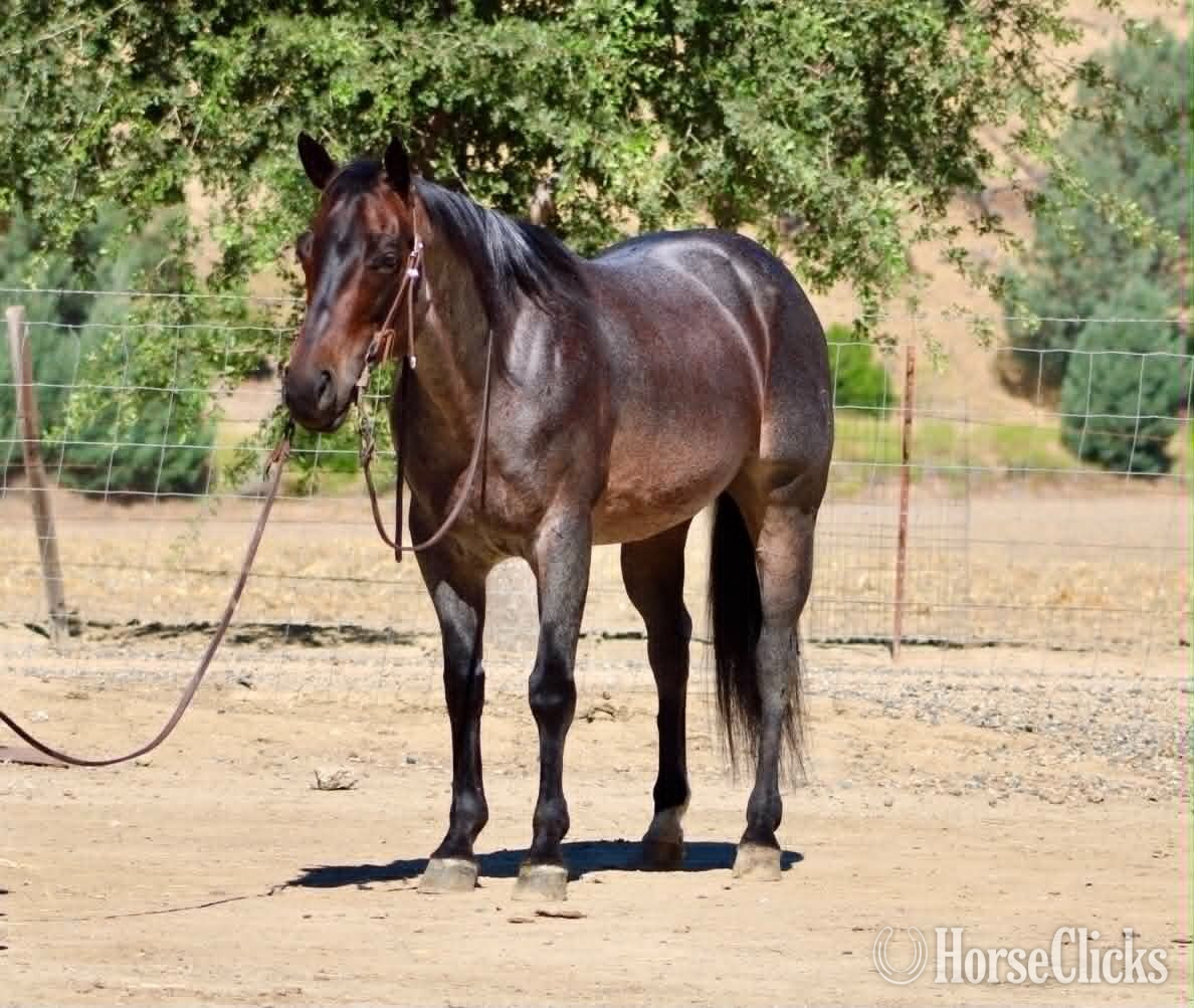 "ABE" Blue Roan Gelding Quarter Horse