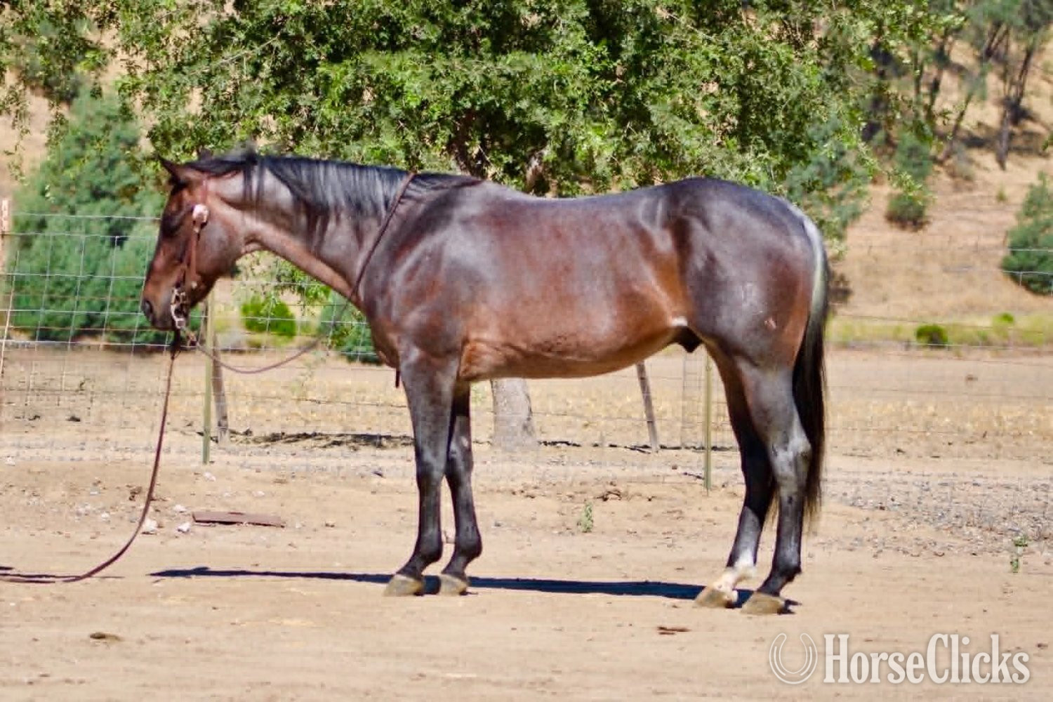 "ABE" Blue Roan Gelding Quarter Horse - Quarter Horse in California