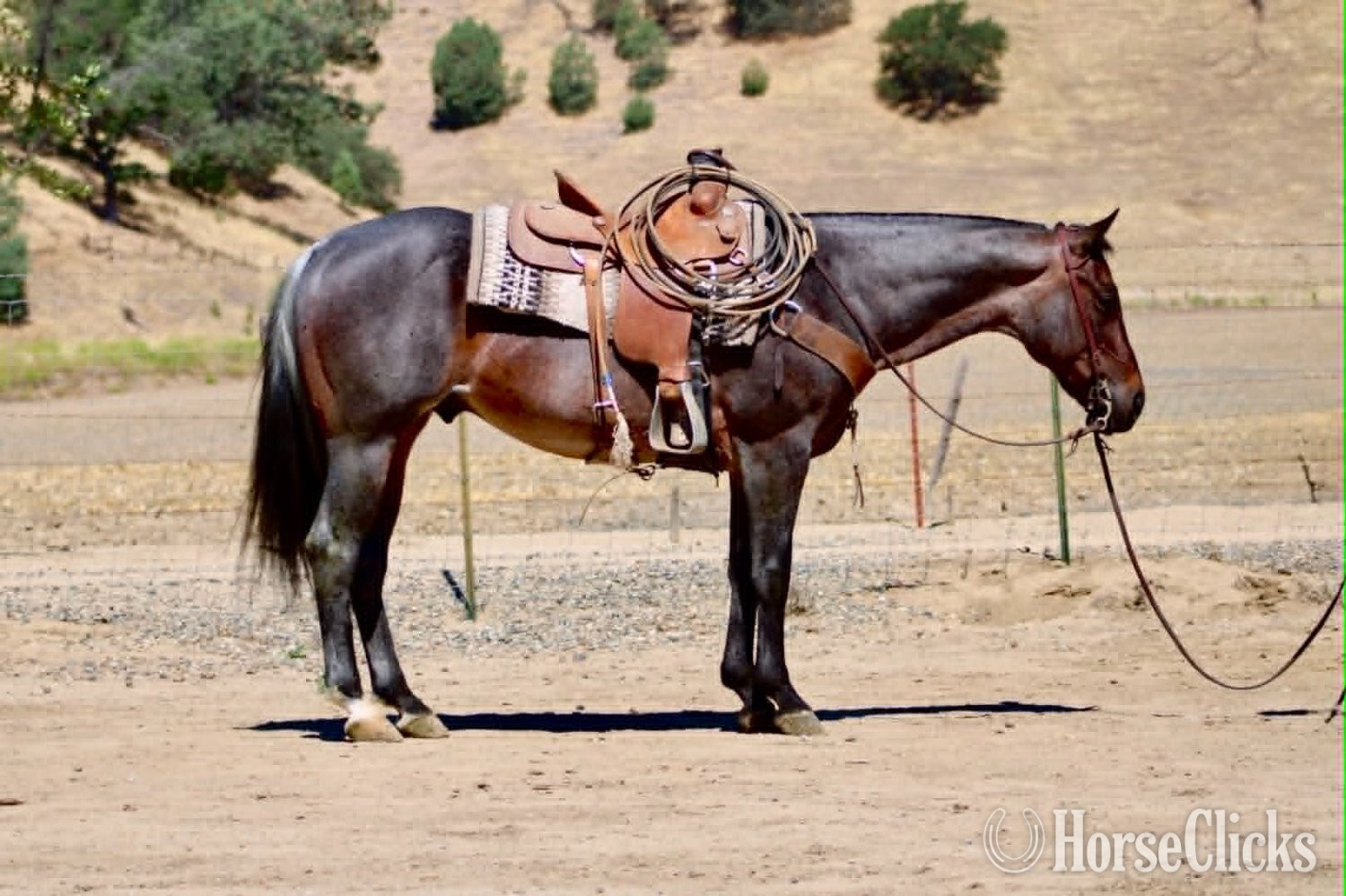 "ABE" Blue Roan Gelding Quarter Horse California