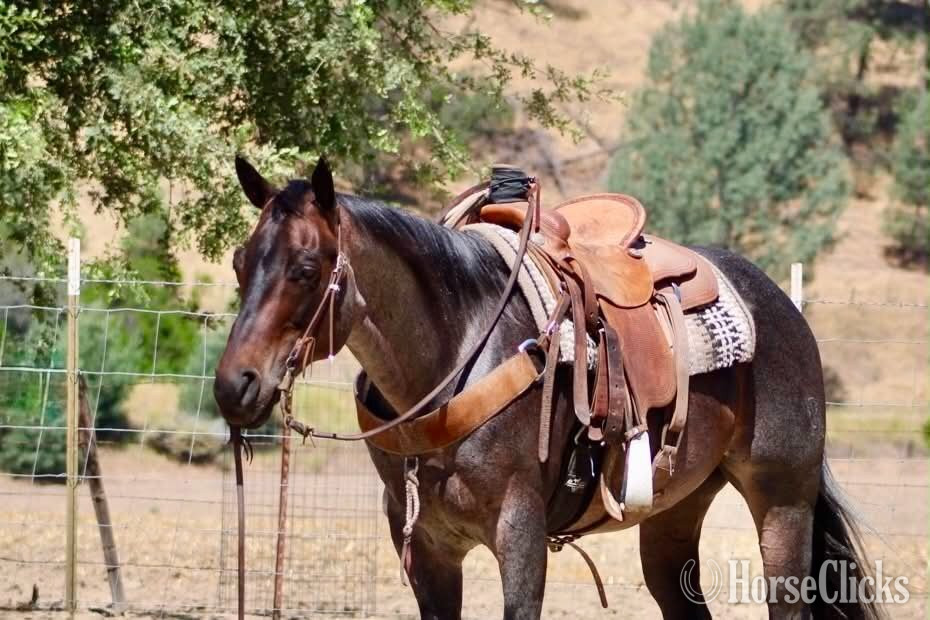 Quarter Horse - "ABE" Blue Roan Gelding Quarter Horse in California