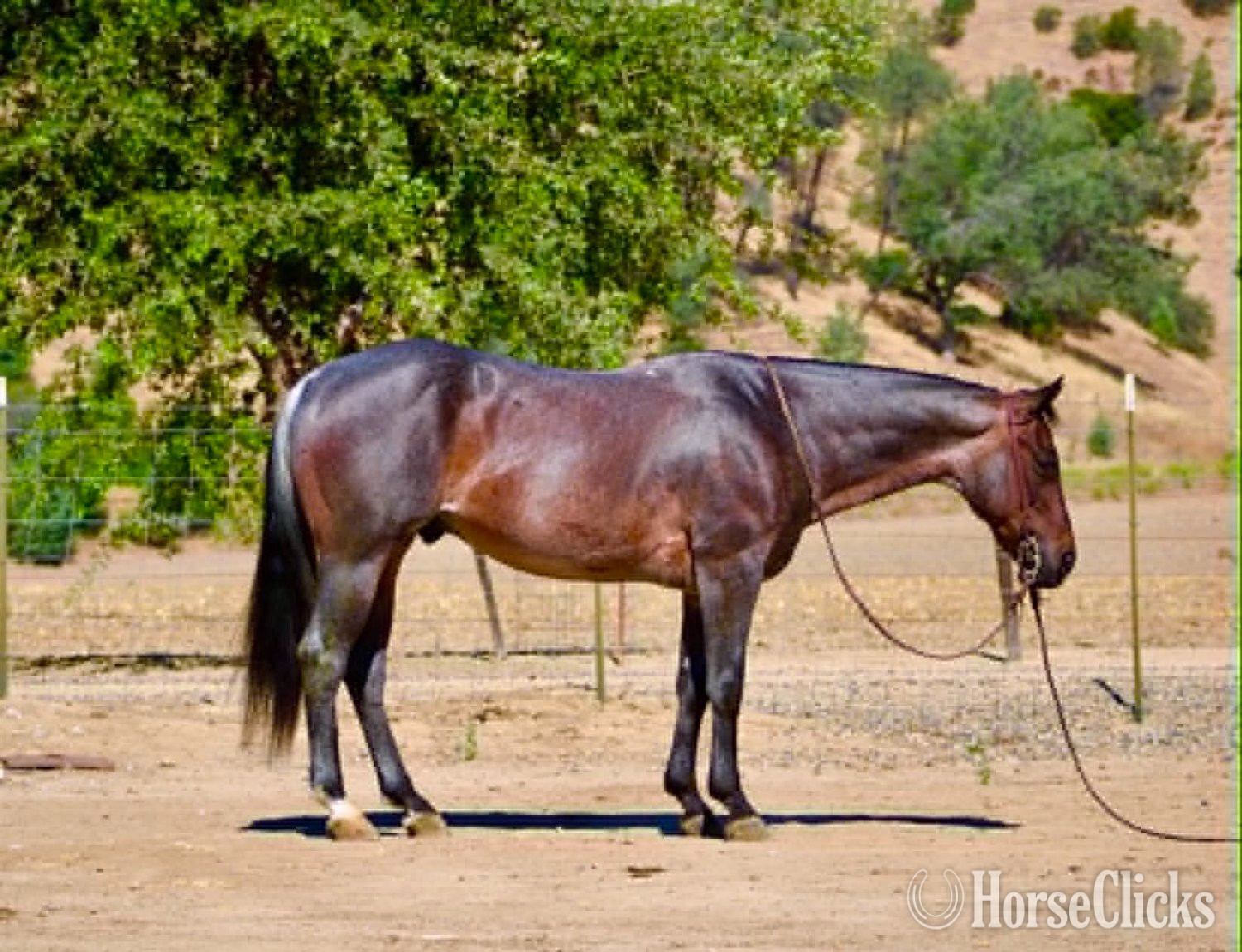 Quarter Horse - "ABE" Blue Roan Gelding Quarter Horse
