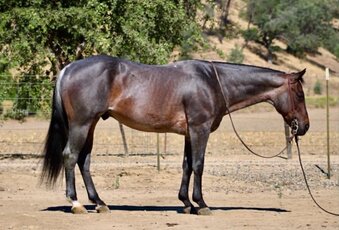 "ABE" Blue Roan Gelding Quarter Horse
