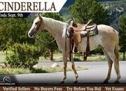 "Cinderella" Red Dun Mare Quarter Horse