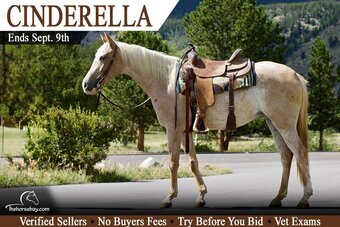 "Cinderella" Red Dun Mare Quarter Horse