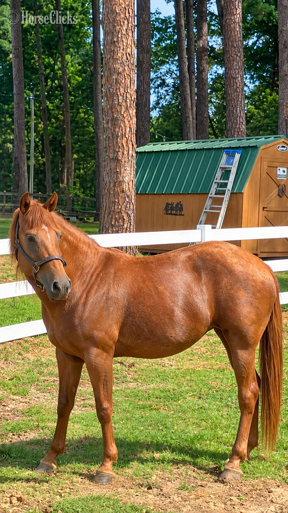 "Gypsy" Sorrel Mare Mustang