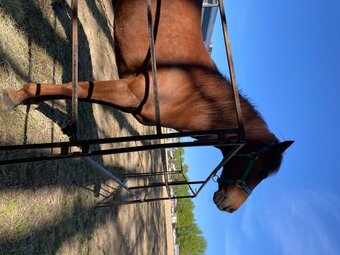 "Gypsy" Sorrel Mare Mustang