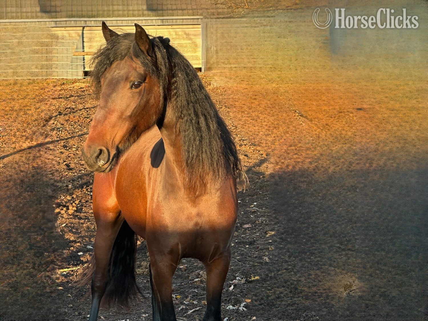 "Grace" Bay Mare Friesian in Delaware