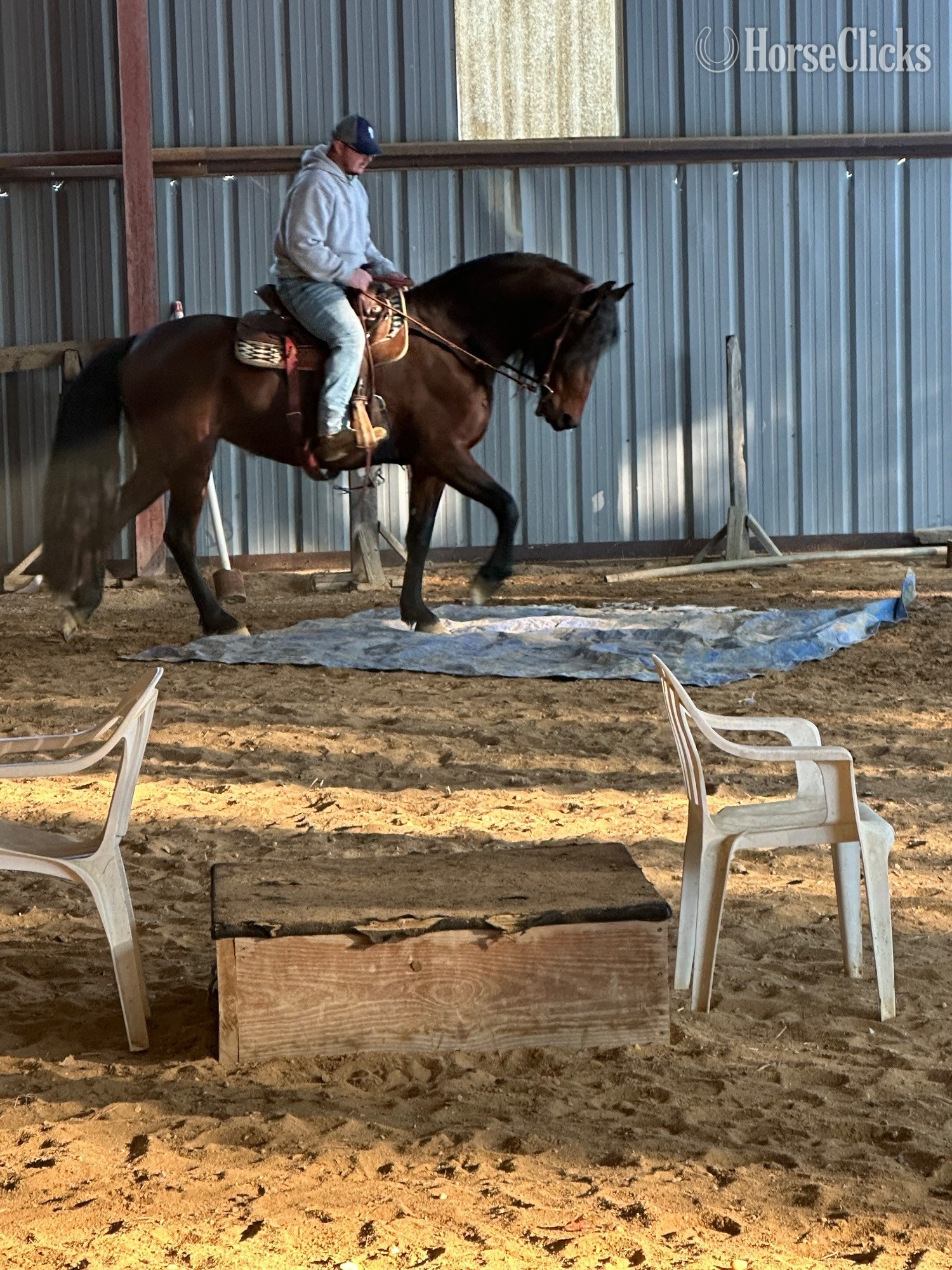 "Grace" Bay Mare Friesian