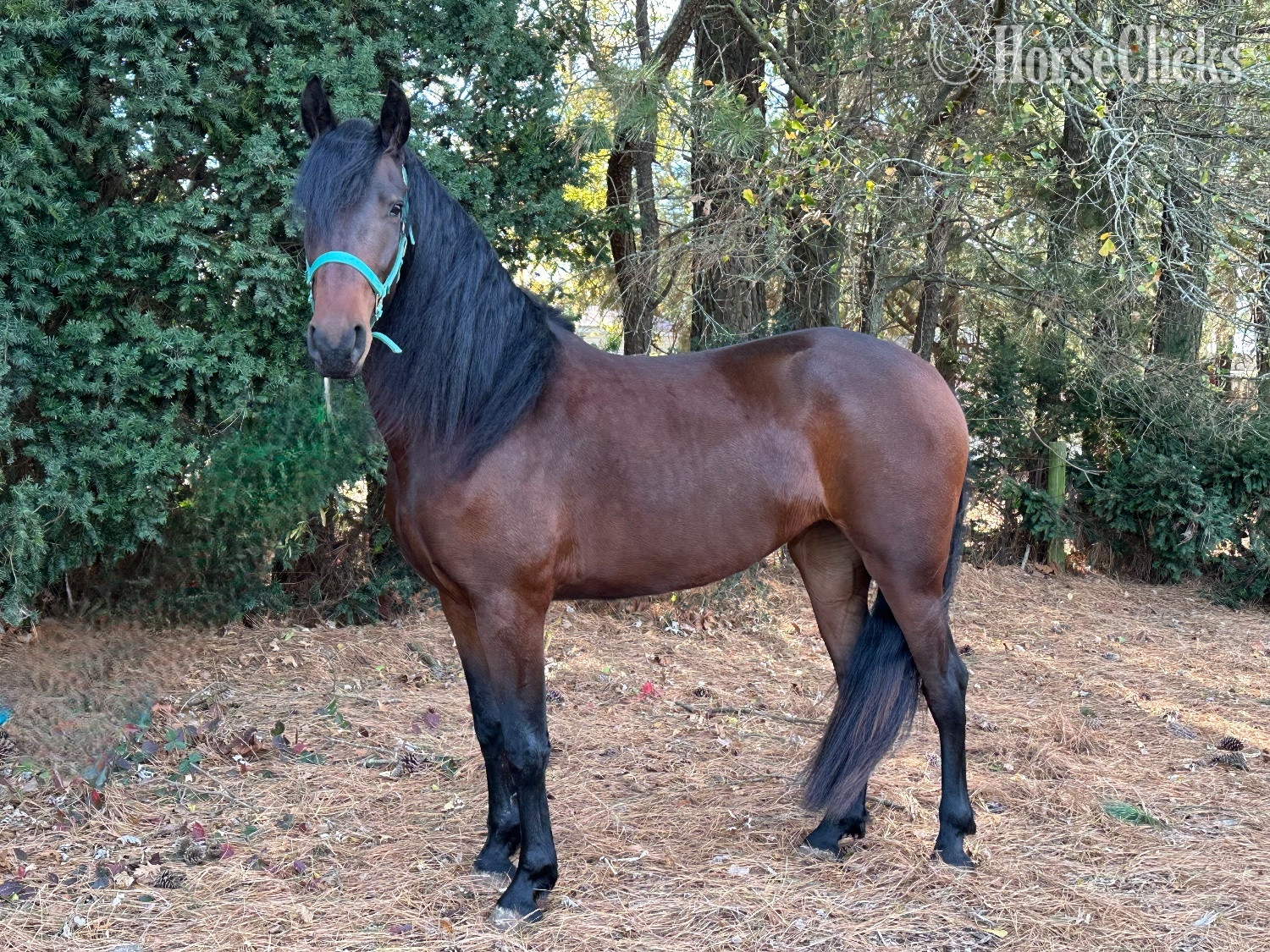 Delaware "Grace" Bay Mare Friesian