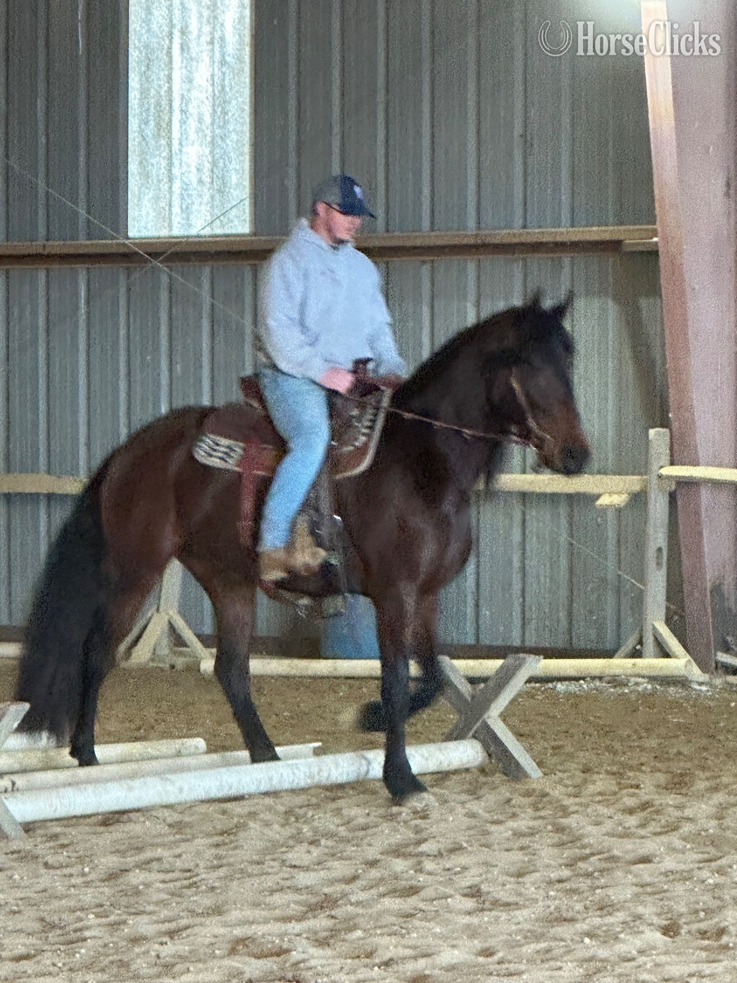 "Grace" Bay Mare Friesian - Friesian in Delaware