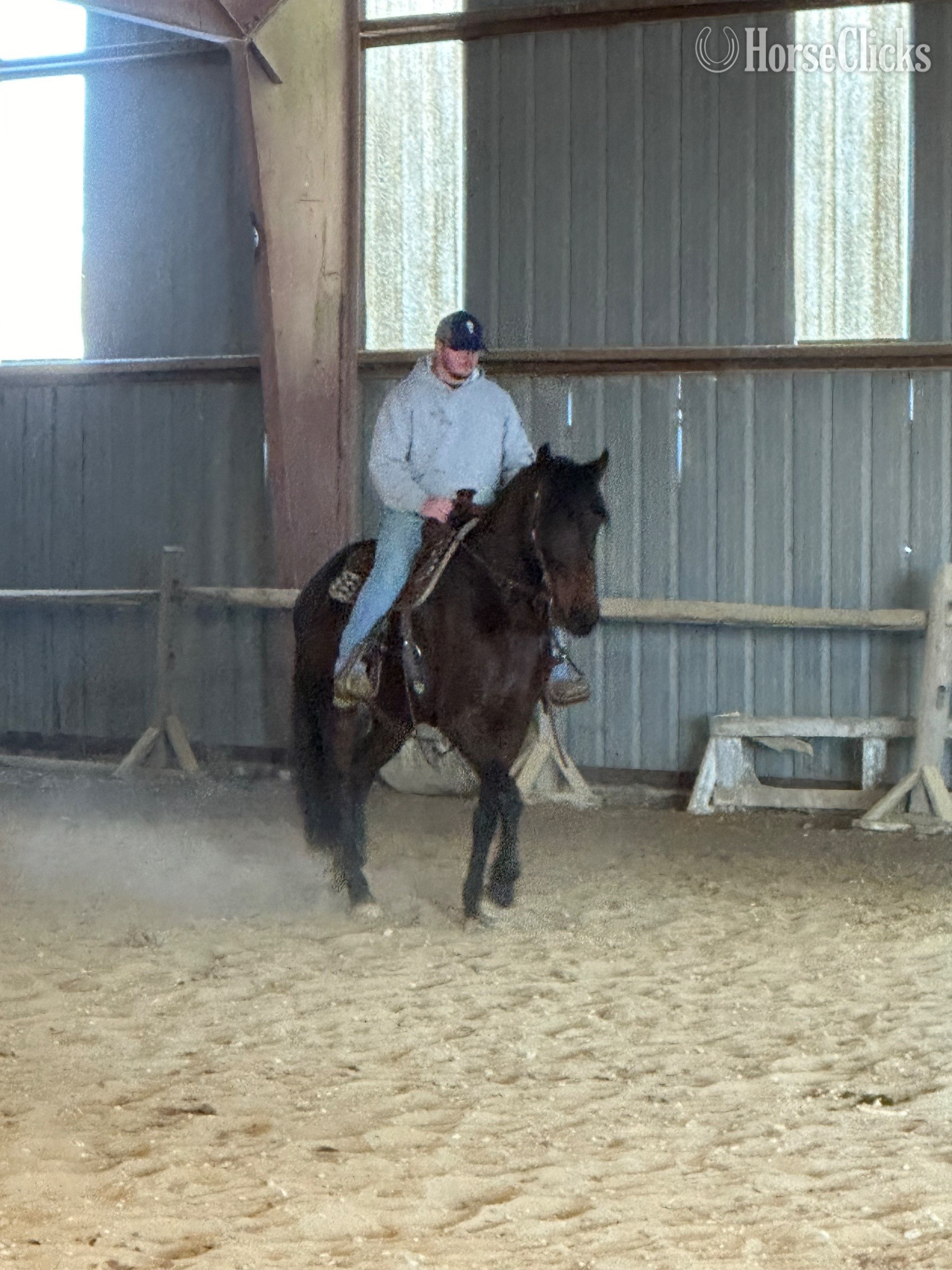 "Grace" Bay Mare Friesian - Friesian