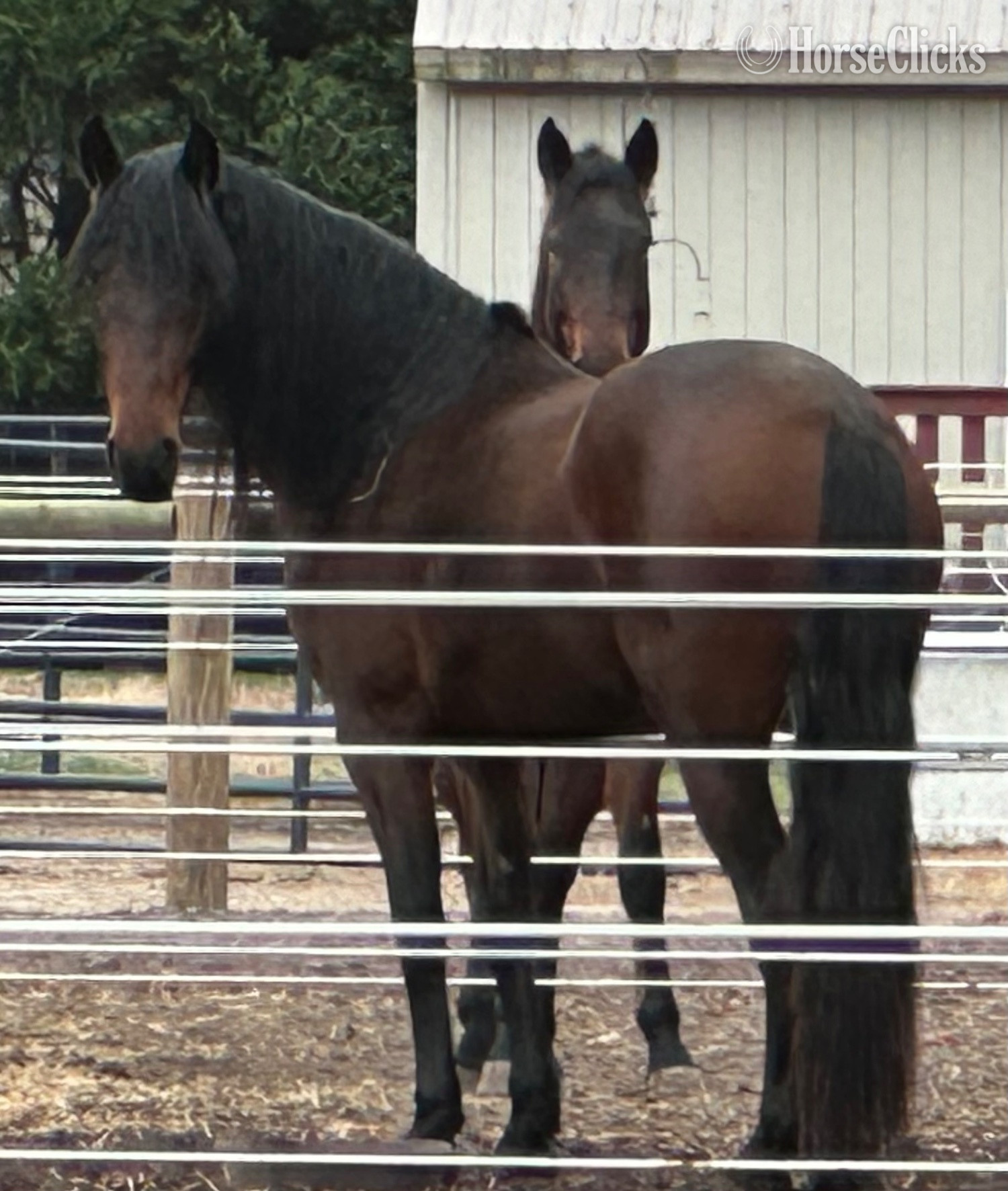 "Grace" Bay Mare Friesian Delaware