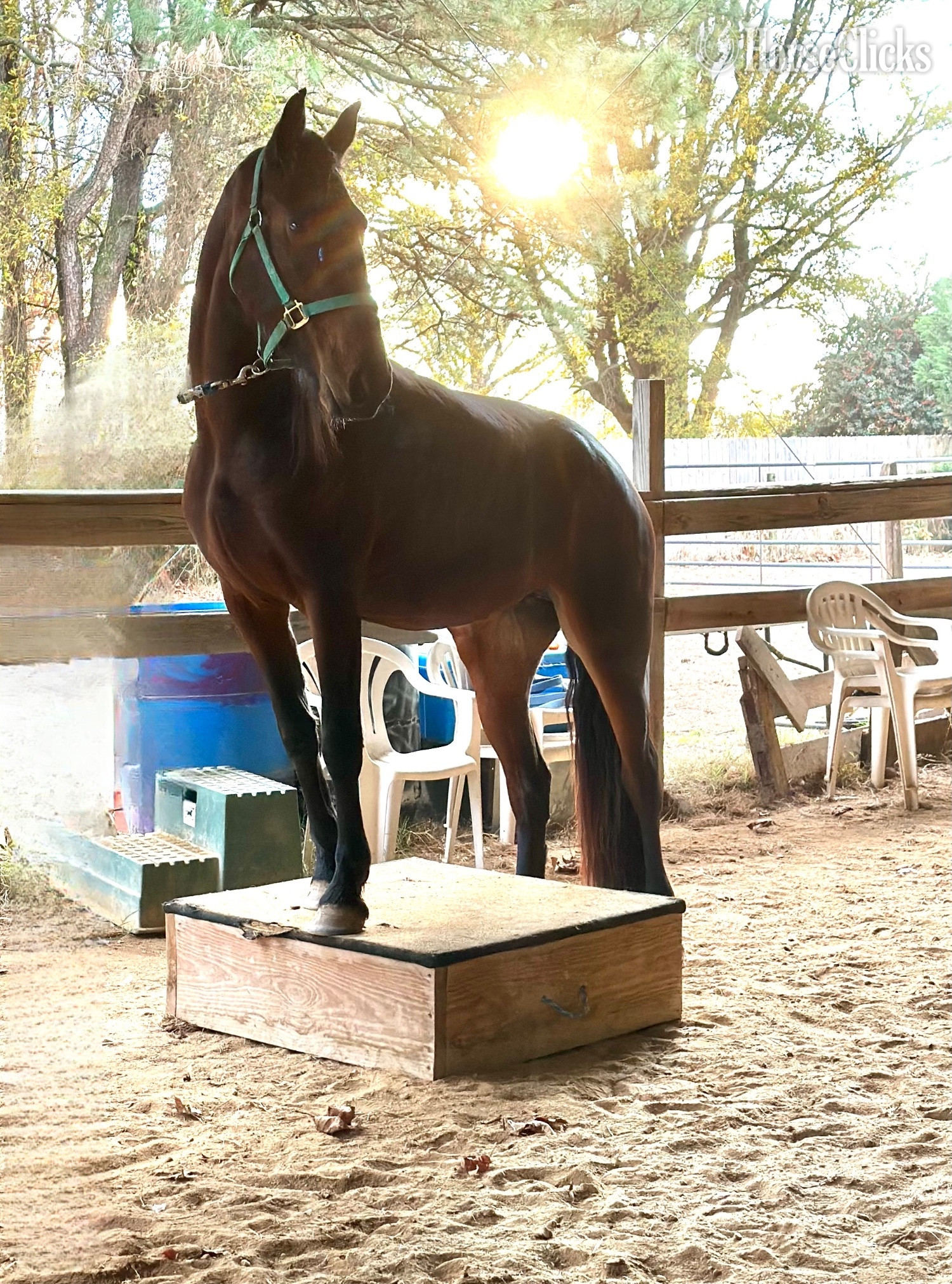 Friesian - "Grace" Bay Mare Friesian in Delaware