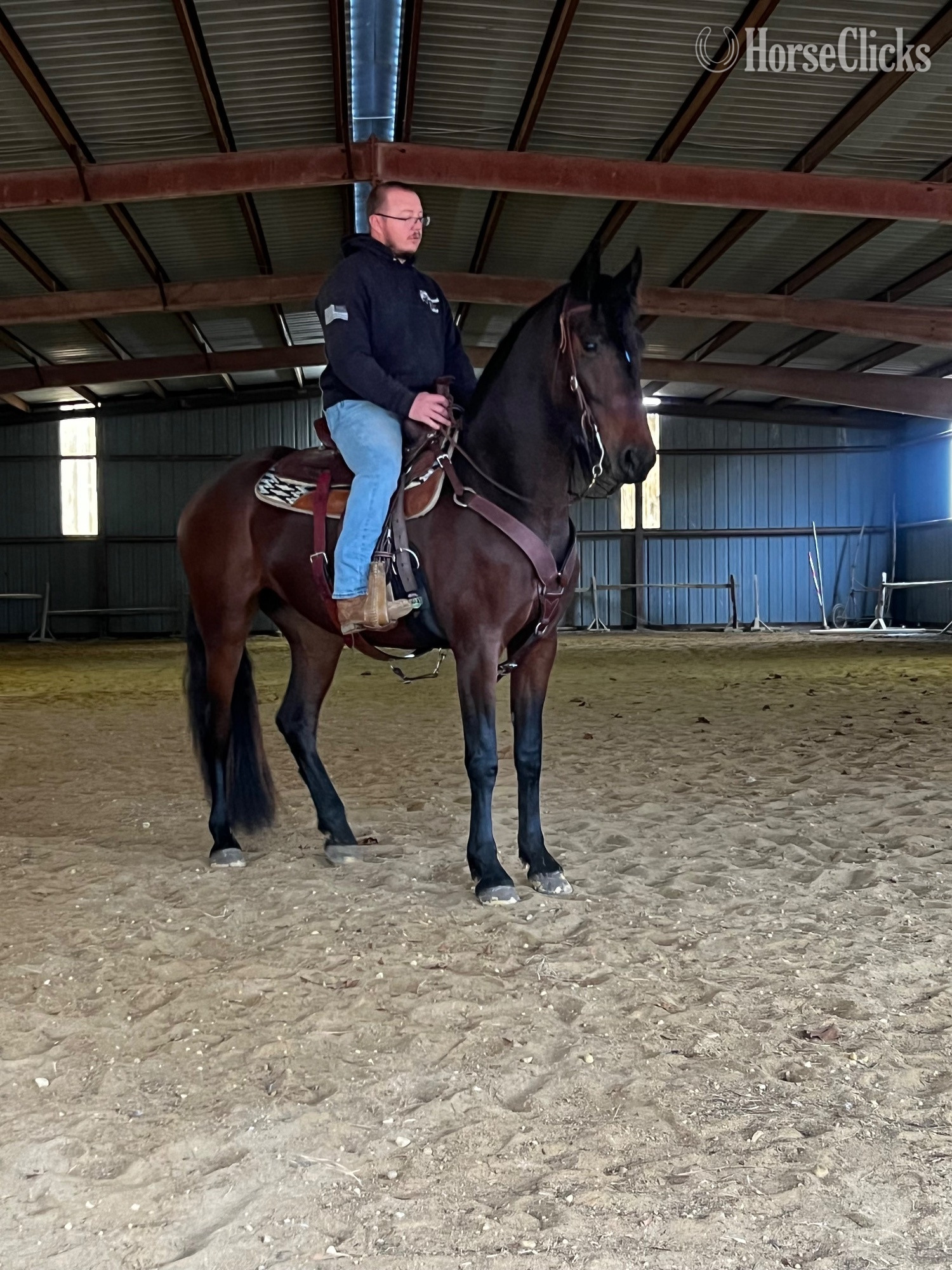 Friesian - "Grace" Bay Mare Friesian