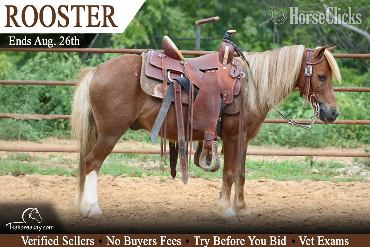 "Rooster" Sorrel Gelding Pony in Kentucky