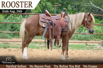 "Rooster" Sorrel Gelding Pony