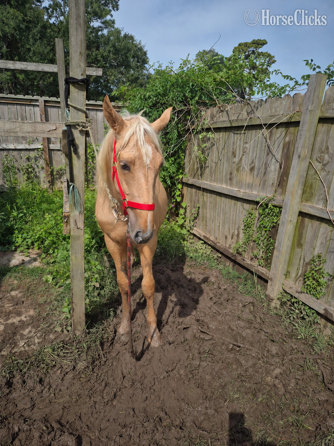 "Sugar " Palomino Filly Tennessee Walker