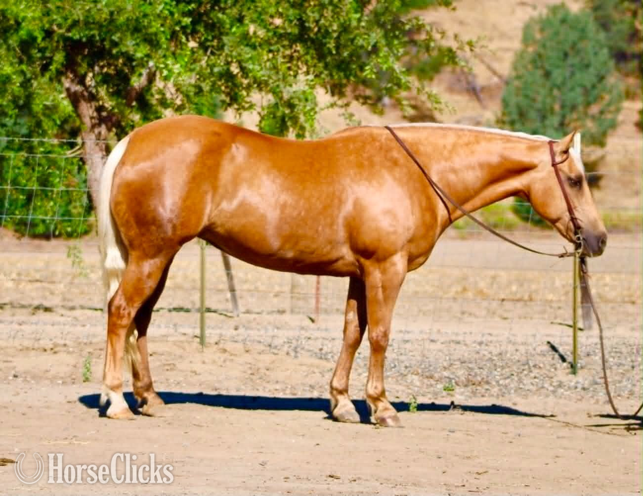 "ALOHA" Palomino Mare Quarter Horse