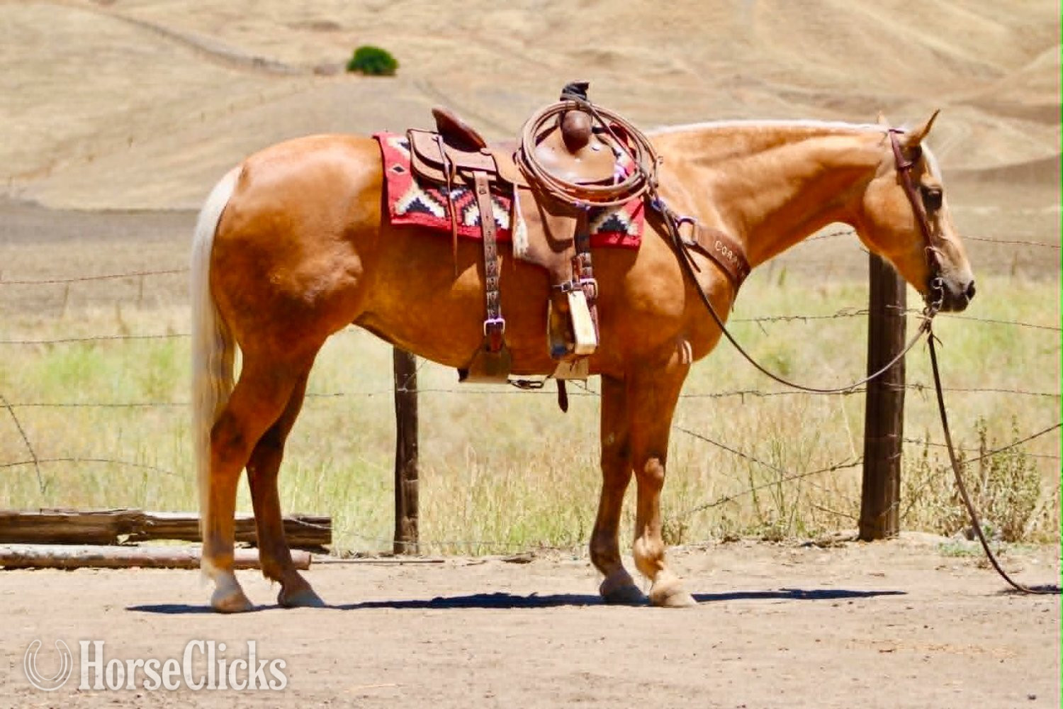 California "ALOHA" Palomino Mare Quarter Horse