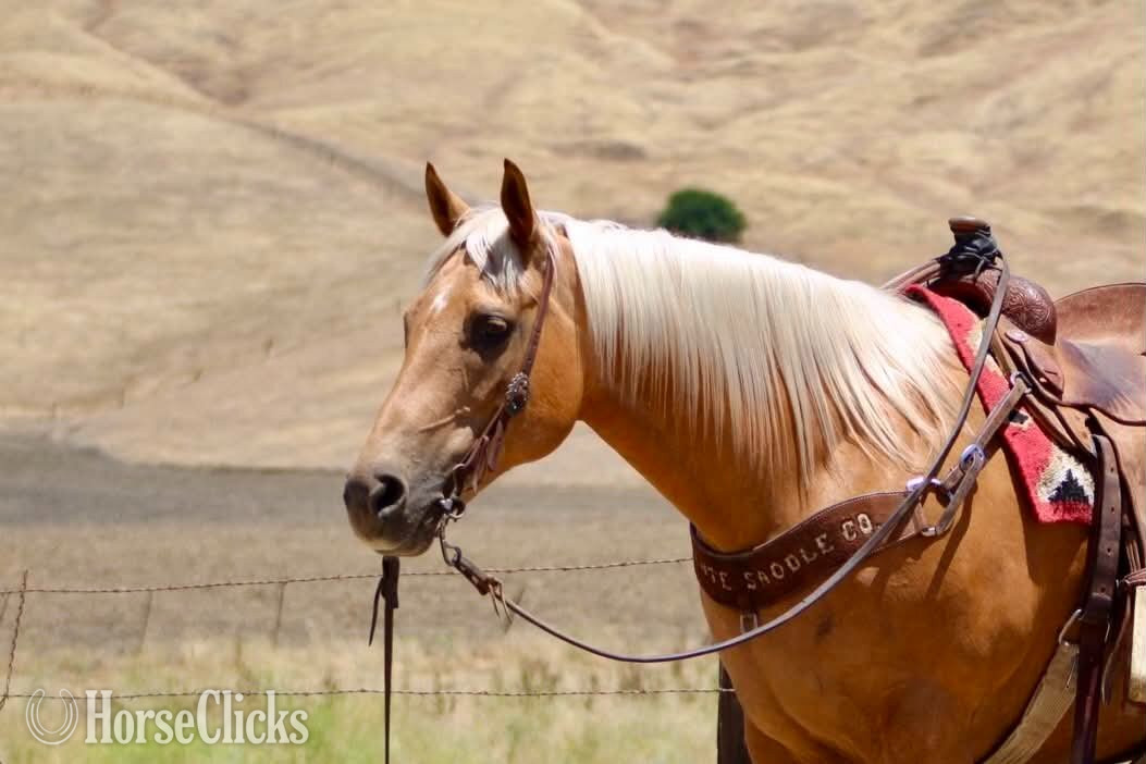"ALOHA" Palomino Mare Quarter Horse - Quarter Horse in California