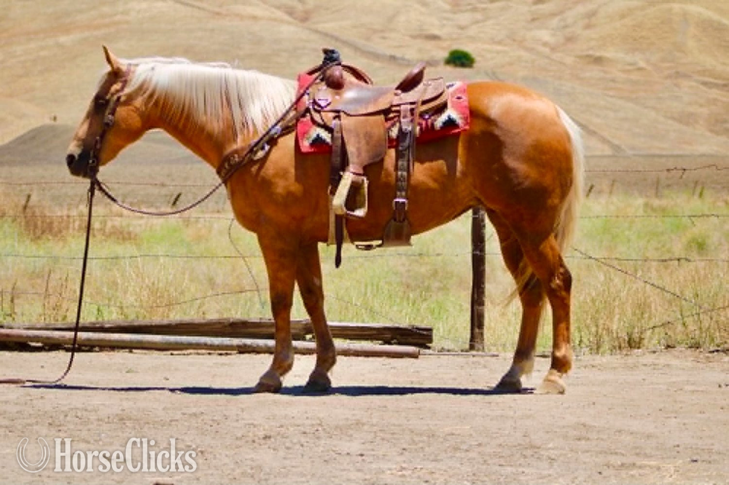 "ALOHA" Palomino Mare Quarter Horse - Quarter Horse