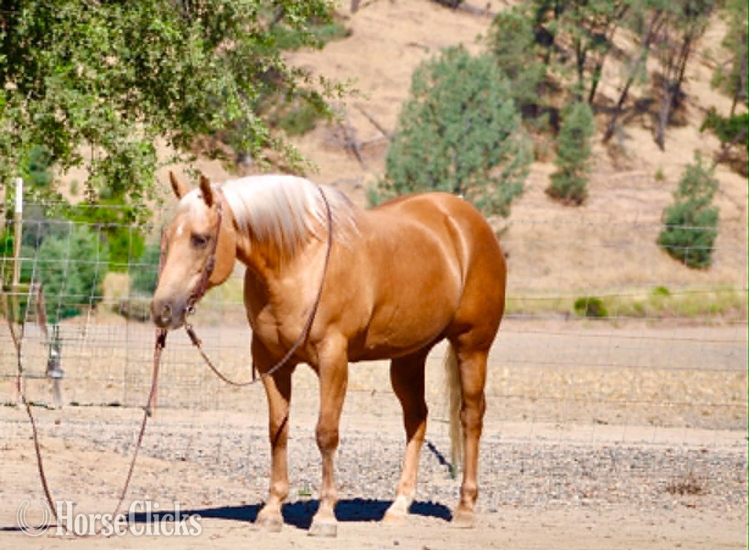 "ALOHA" Palomino Mare Quarter Horse California