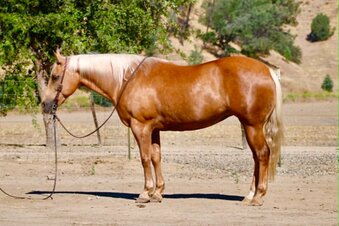 "ALOHA" Palomino Mare Quarter Horse