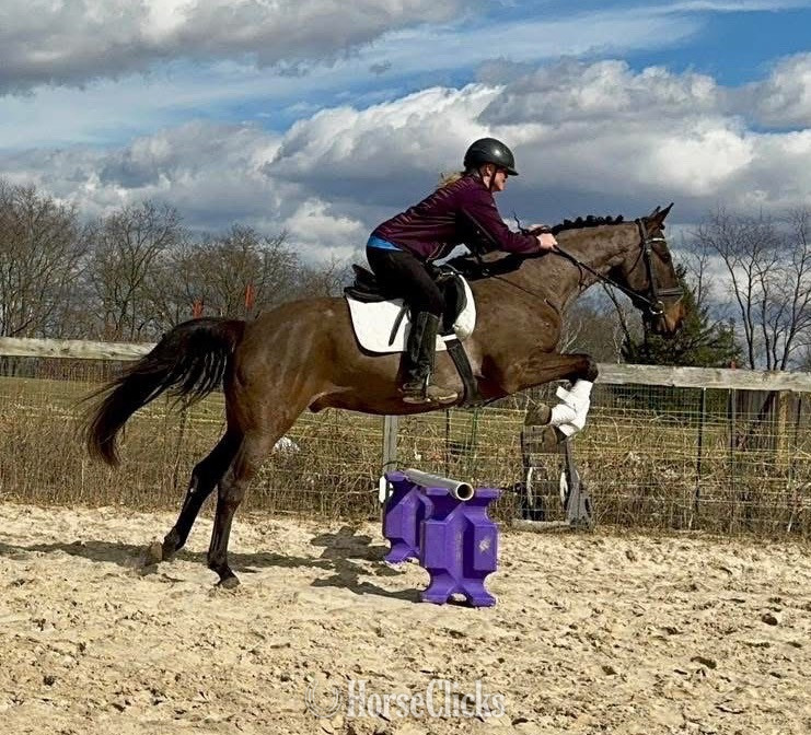"Royal Infamy “Ivan”" Bay Gelding Friesian in Wisconsin