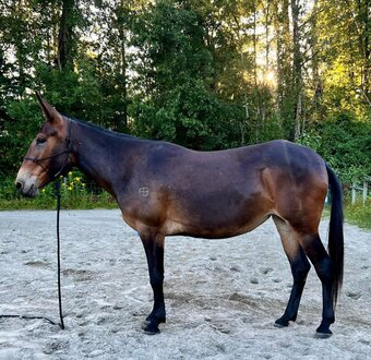 "Katie" Mare Mule