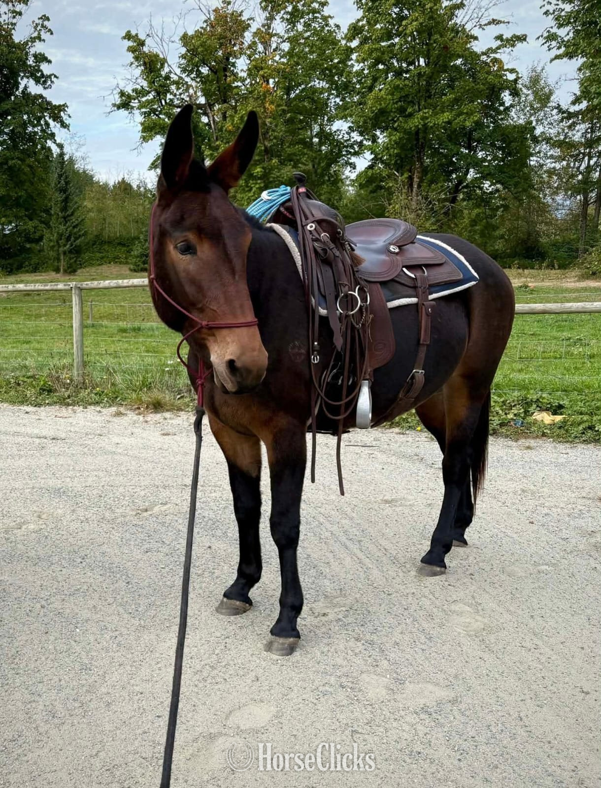 "Katie"  Mare Mule