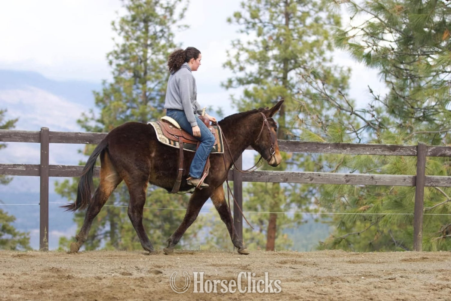 Wyoming "Katie"  Mare Mule