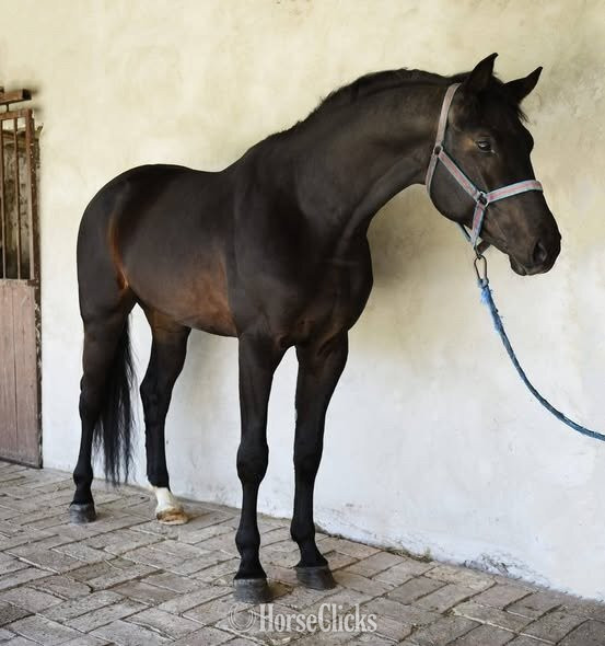 "Tm Skydencer" Bay Stallion Warmblood in South Carolina