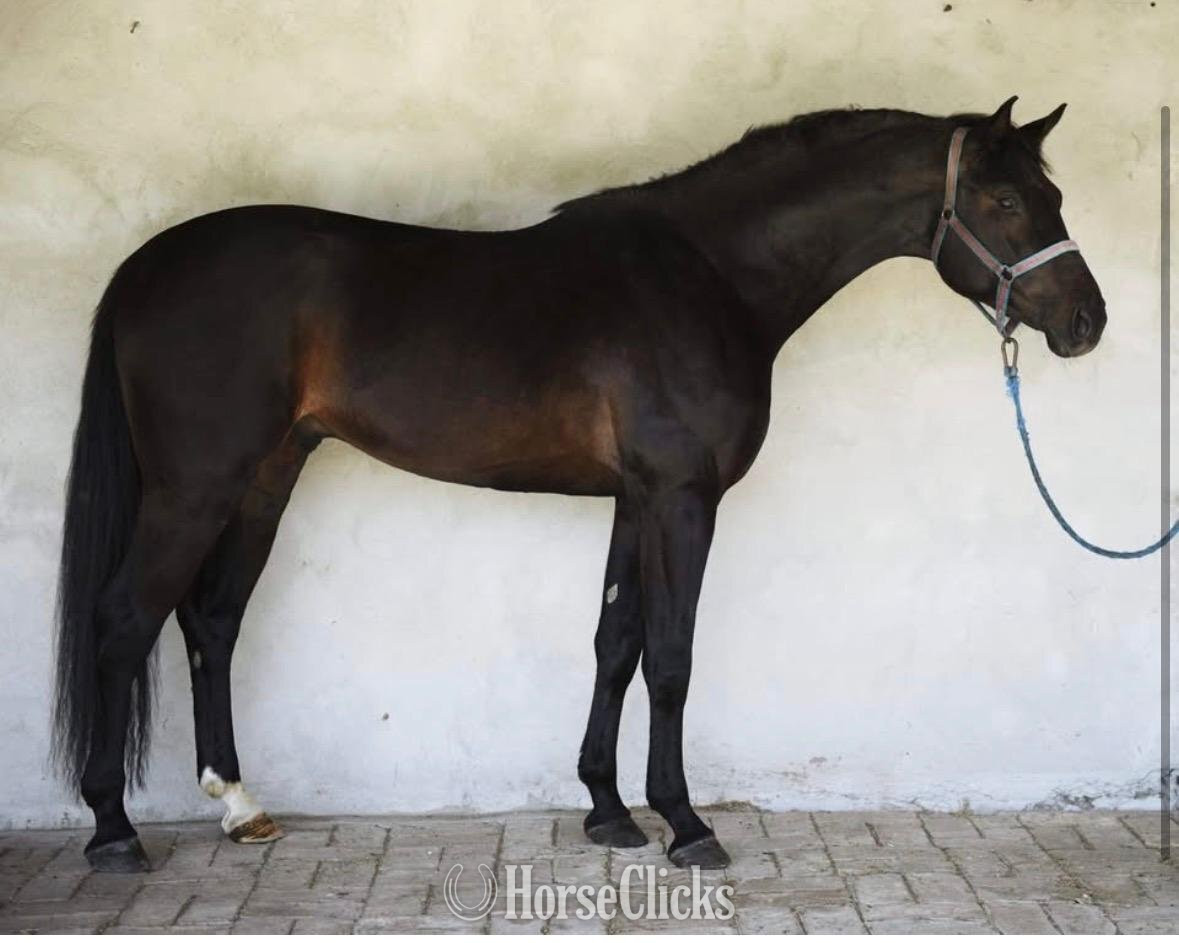 "Tm Skydencer" Bay Stallion Warmblood