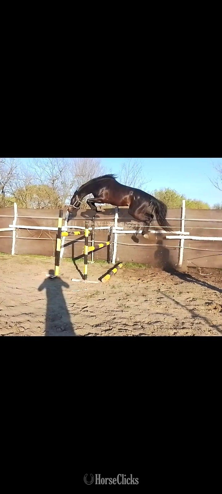 South Carolina "Tm Skydencer" Bay Stallion Warmblood