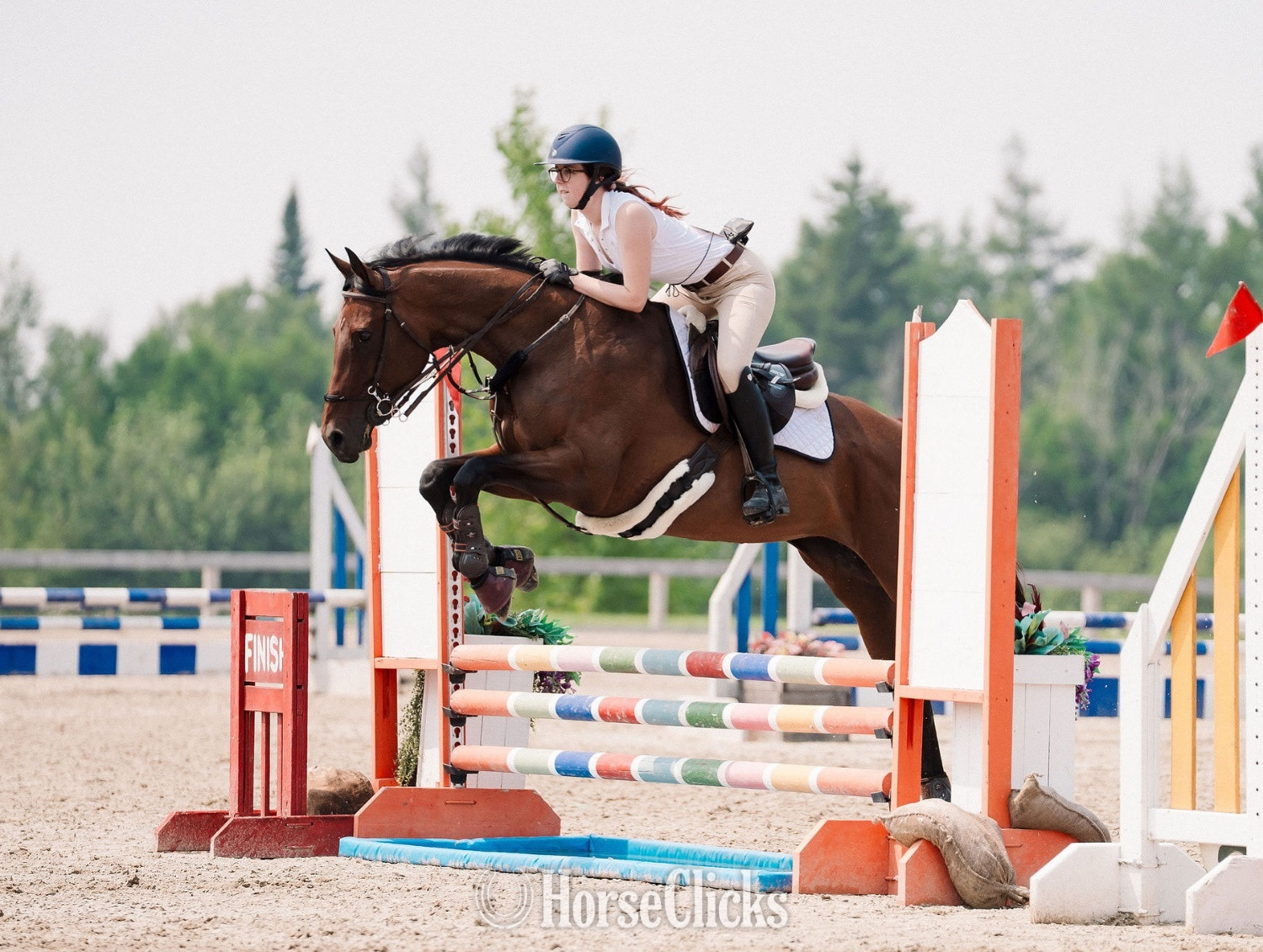 "Darlyn Dylan" Bay Mare Thoroughbred in Ontario