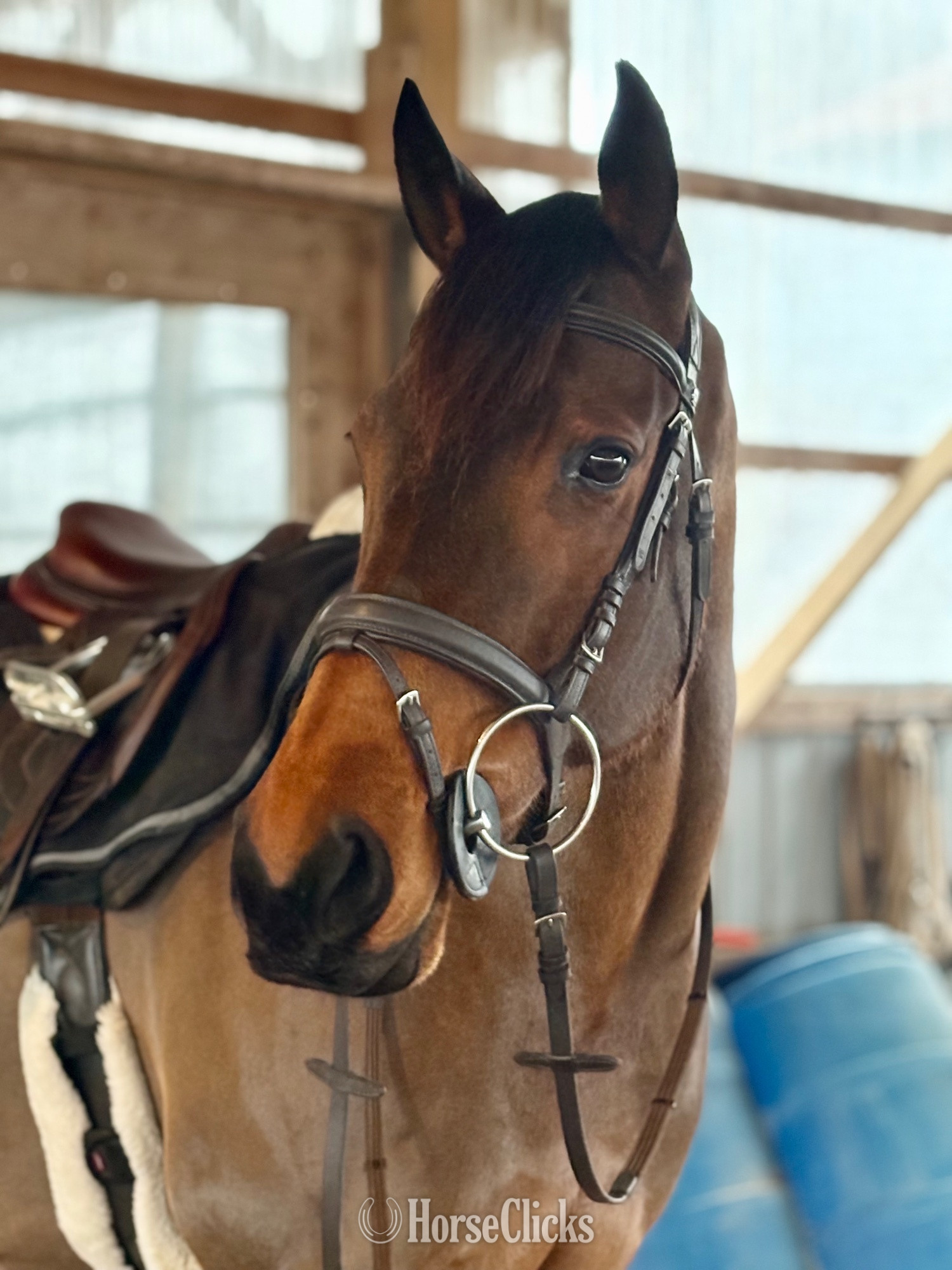 "Darlyn Dylan" Bay Mare Thoroughbred