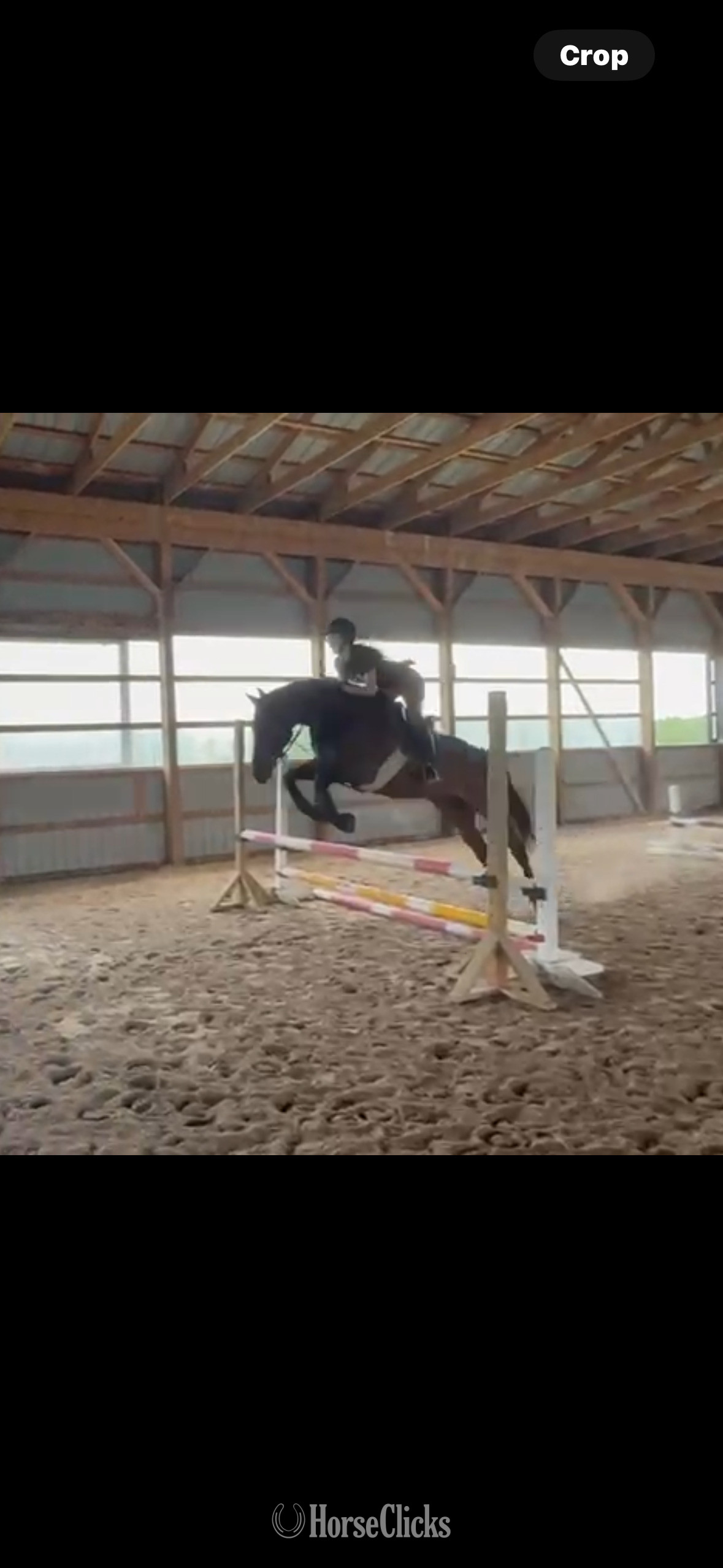Ontario "Darlyn Dylan" Bay Mare Thoroughbred