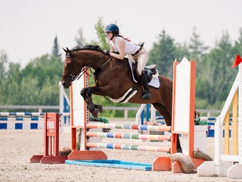 "Darlyn Dylan" Bay Mare Thoroughbred
