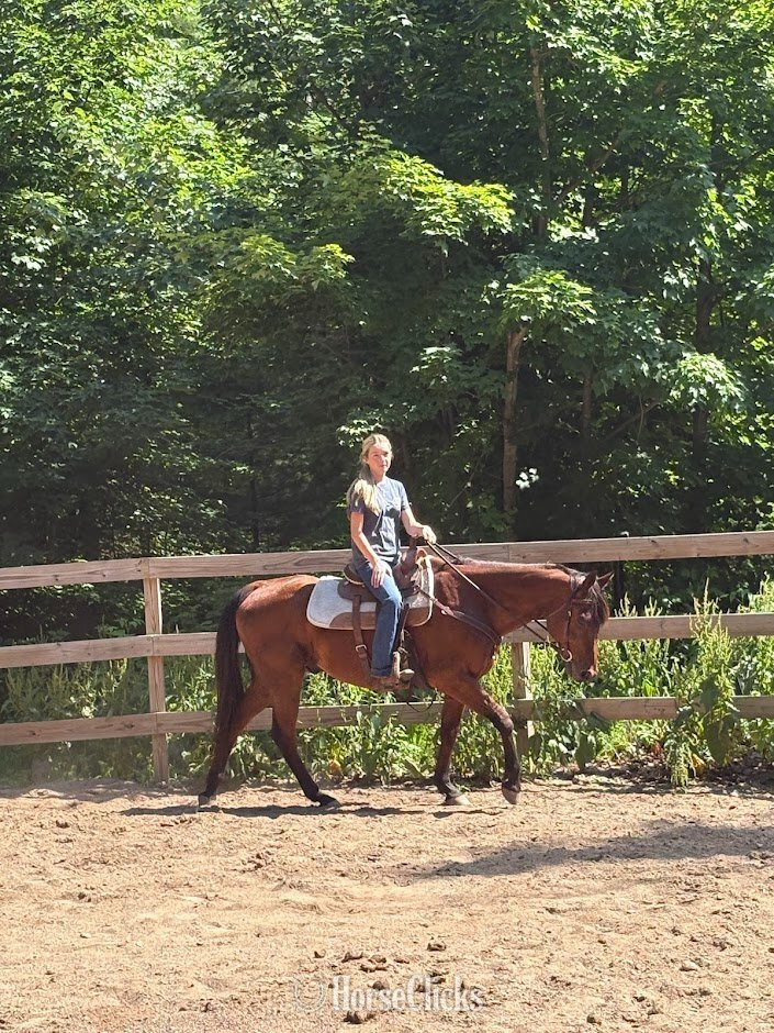 "Whiskey" Bay Gelding Quarter Horse in Wisconsin