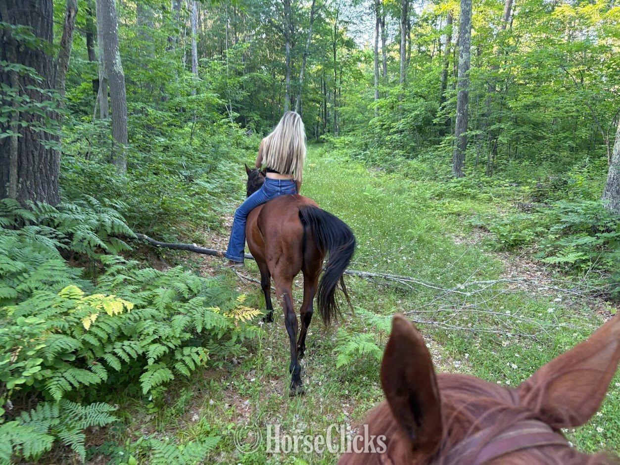 Wisconsin "Whiskey" Bay Gelding Quarter Horse