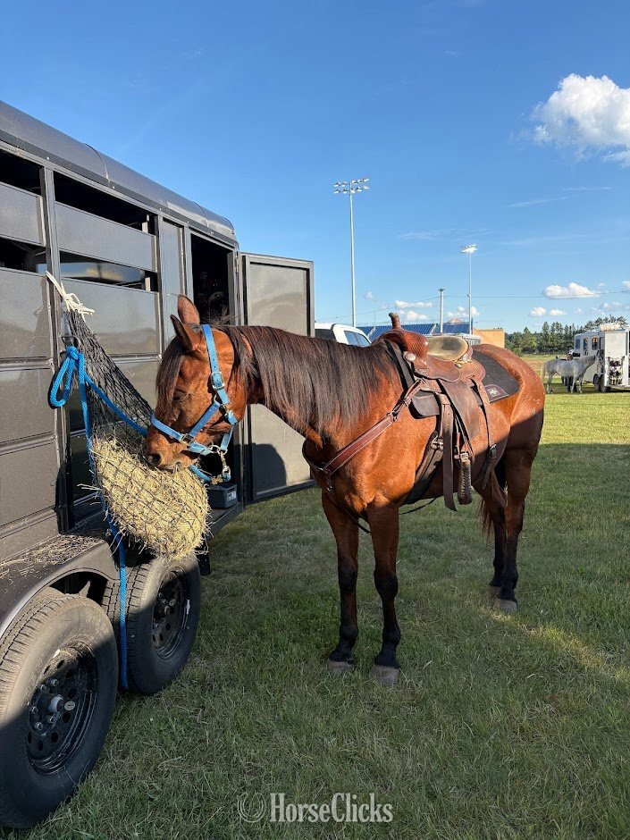"Whiskey" Bay Gelding Quarter Horse - Quarter Horse in Wisconsin