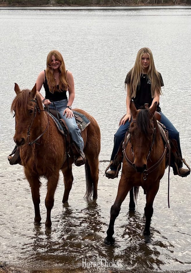 "Whiskey" Bay Gelding Quarter Horse - Quarter Horse
